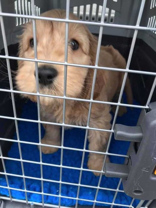 Международная перевозка животных (доставка) в Европу (ЕС) Польшу