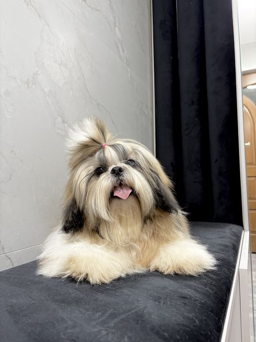 Shih Tzu FCI ZKwP Pies