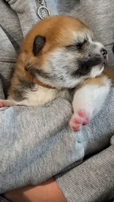 Akita Inu ZKwP/FCI