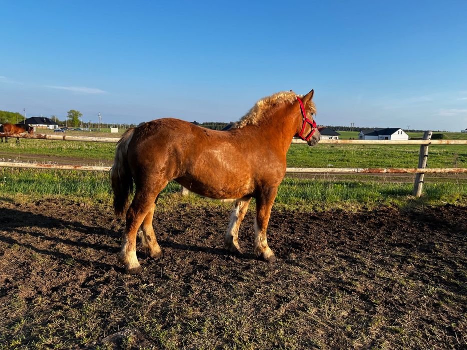 Sprzedam klacz sokólską 15 miesięczną
