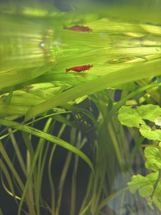 Krewetki red cherry