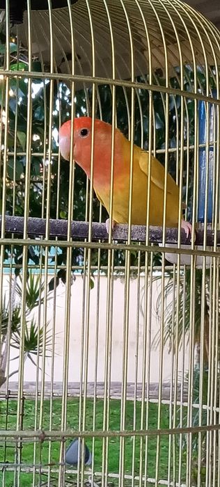 Rosicóllis fêmeas c Gaiola