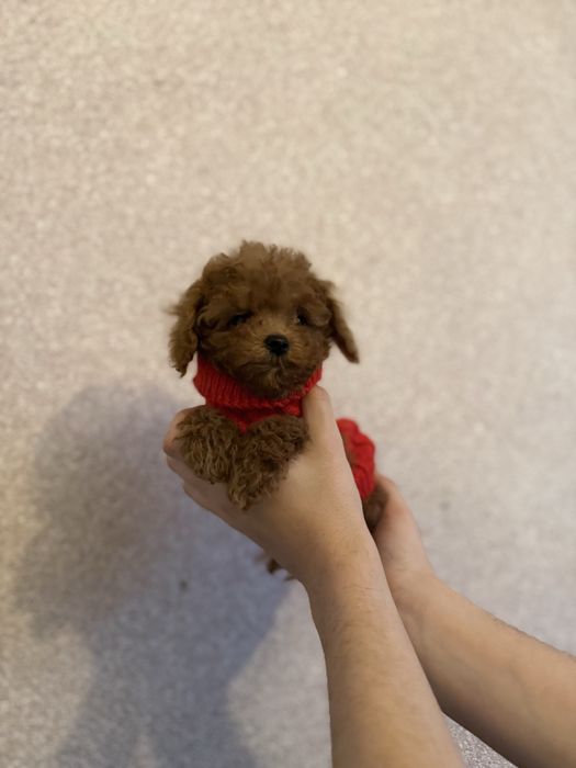 Той пудель хлопчик 2,5 місяці