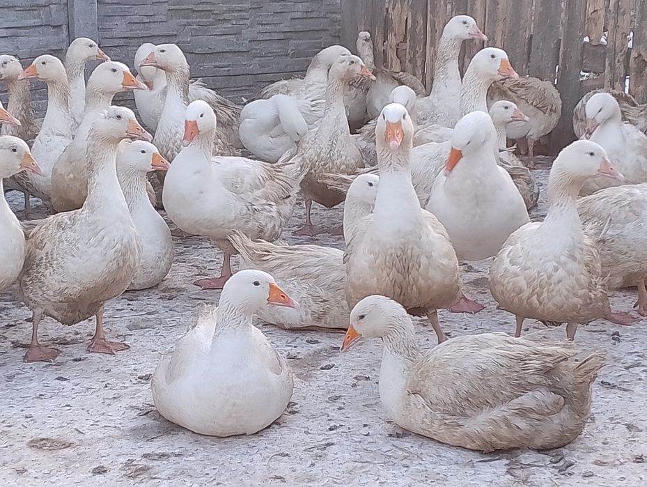 Gęsi kołudzkie gęś