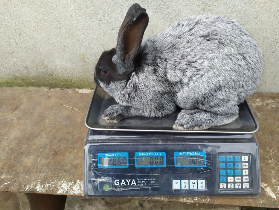 Продаю Полтавське срібло