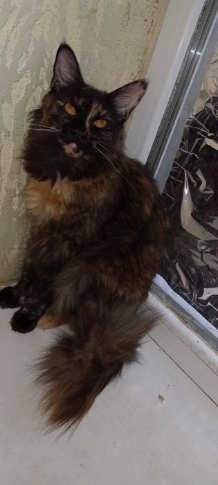 Продаются шикарные чистокровные девочки Мейн-Куны черепахового цвета