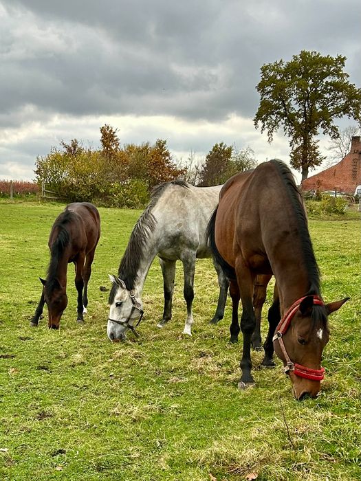 Pensjonat dla koni, głównie młodzież