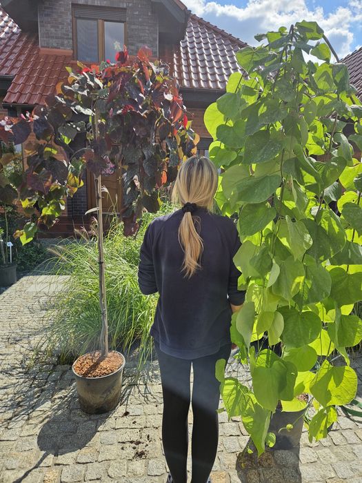 Sosny formowane  bonsai Jałowiec Judaszowiec