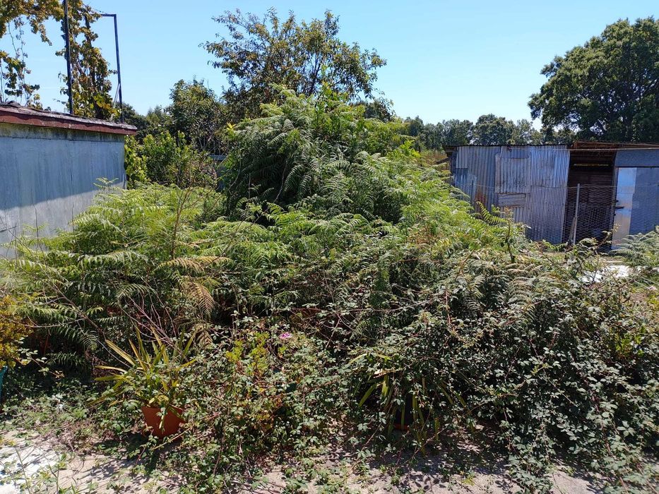 Serviços de Jardinagem e Limpeza de Terrenos