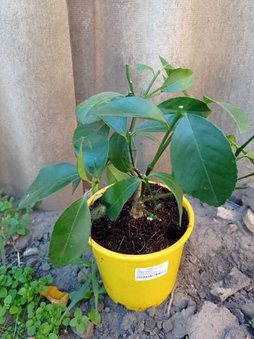 Цитрус лимон сорт Мейера  с плодом.