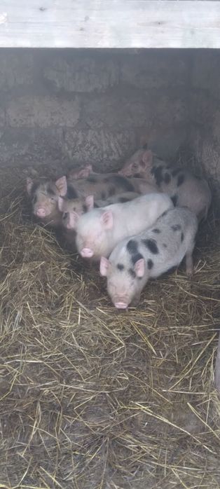 Продам Вьетнамскиx поросят