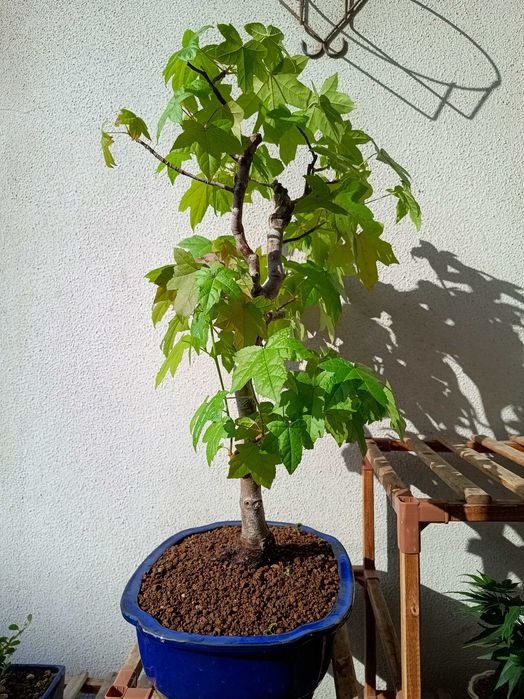 Bonsai Liquidambar Styraciflua 22 anos
