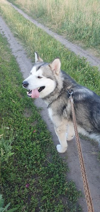 Віддам в добрі руки