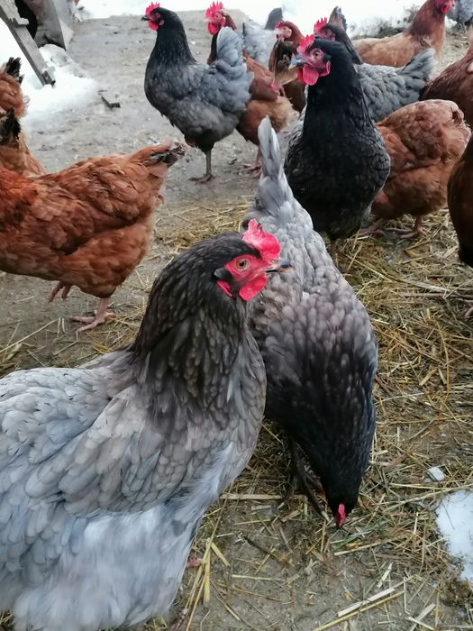 Sprzedaż swojskich jaj