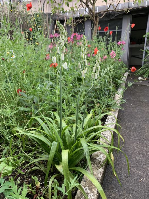 Bolbos com flor branca