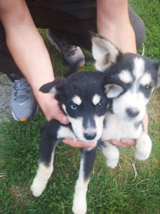 Віддам цуценят в добрі руки 
Проглищені, блохи травлені.
Мама чистокр