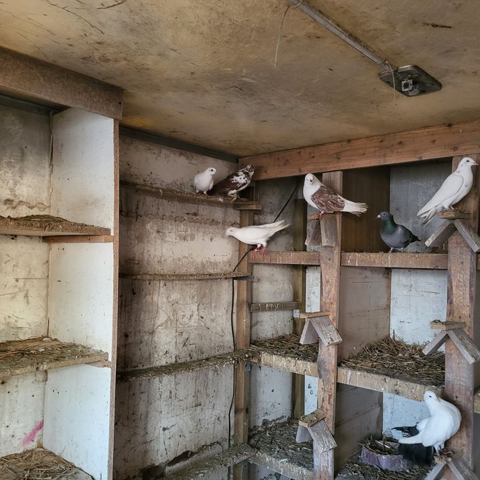 Różne rasy redukcja gołębnika