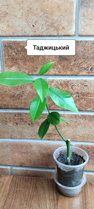 Лимони Павлівський і Таджицький