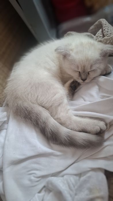 Кошеня Шотландський вісловухий хлопчик