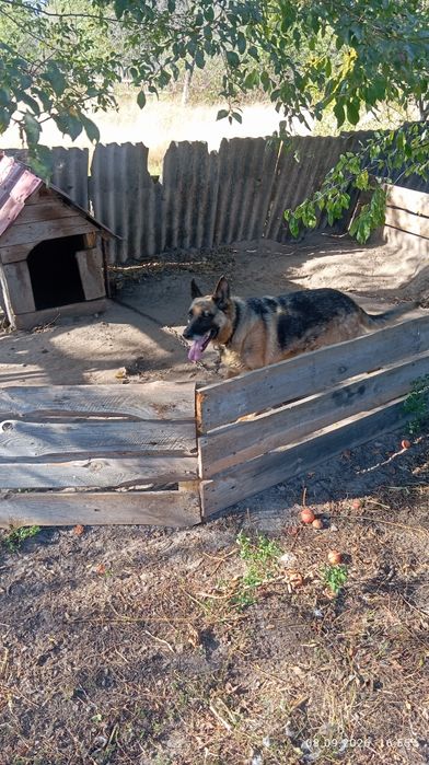 продам сучку німецкої вівчарки