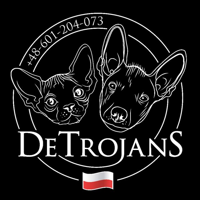 Dostępny w hodowli kociaki. Biały Czarny na Już ‼️ Wwa Sfinks • Sphynx