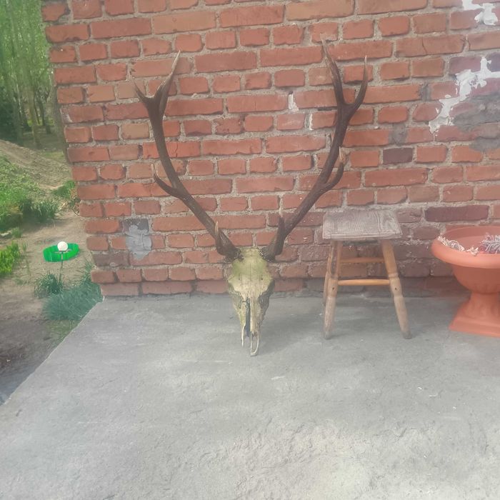 Rogi (wieniec) jelenia