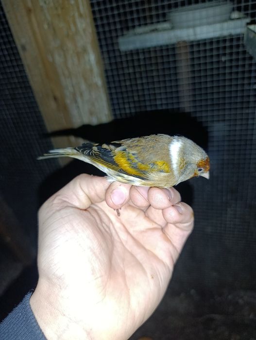 Bastard po. Szczygle