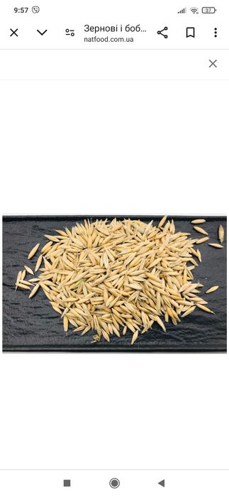 Продам  Овес/////