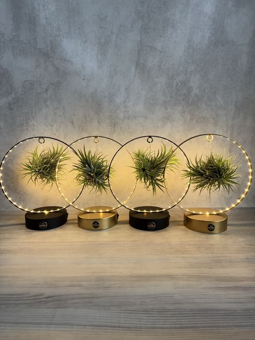 Tillandsia тилландсия intermedia іонанта  медуза курлі слім адреана