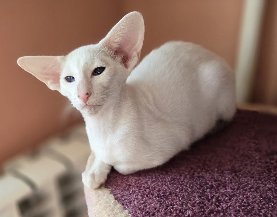 Ніжний котик в родину