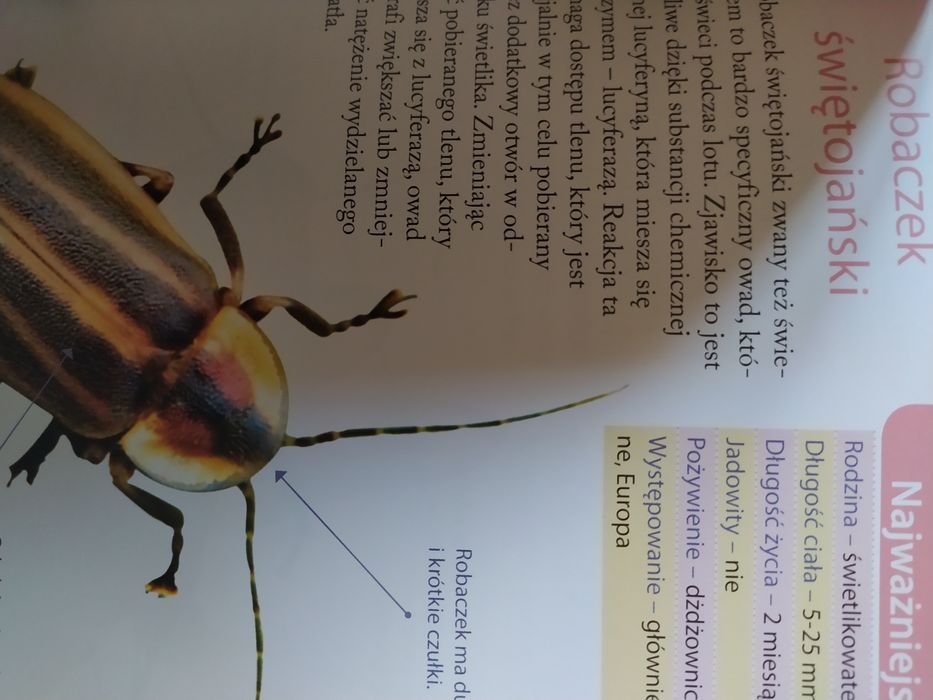 Atlas niezwykłych owadów.