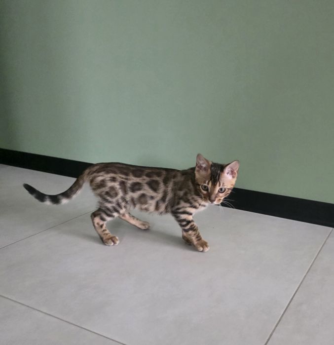 Продам Бенгальких котиків