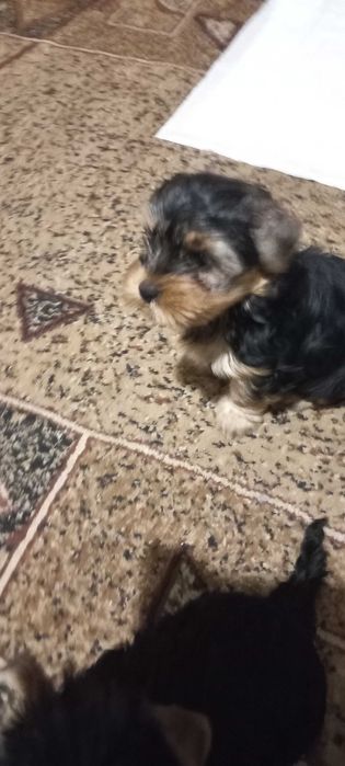 Цуценята породи йорк шукають собі родину