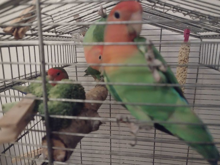 Nierozłączki czerwonoczelne