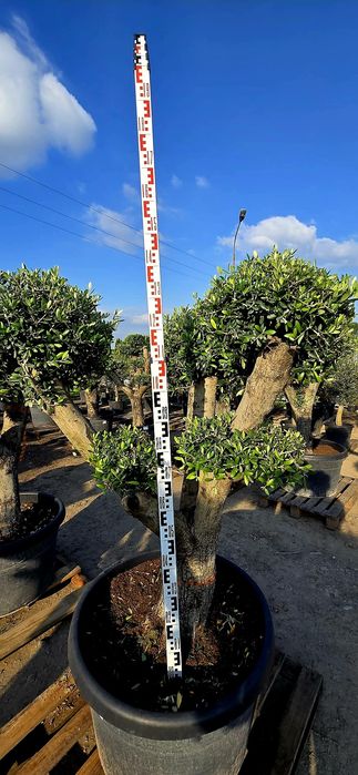 Drzewko oliwne bonsai