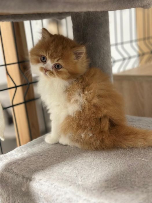 Śliczny Kocurek długowłosy REZERWACJA