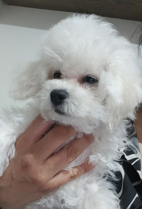Bichon Frise mini Suczka