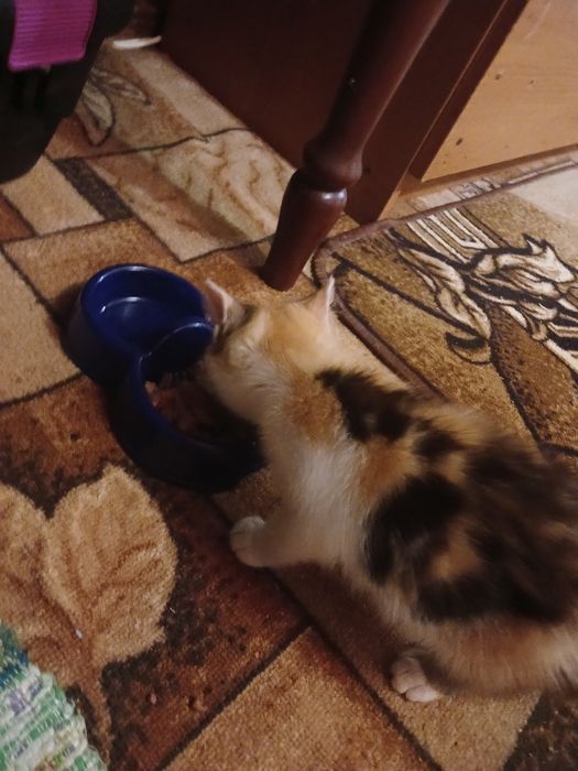 Віддам кошеня в хороші руки