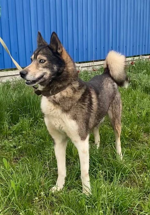 Пес шукає родину !Терміново!