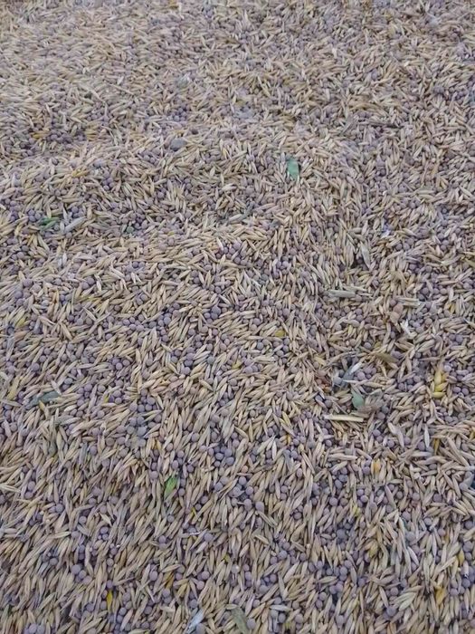 продам ВИКОСУМІШ (овес + вика яра)