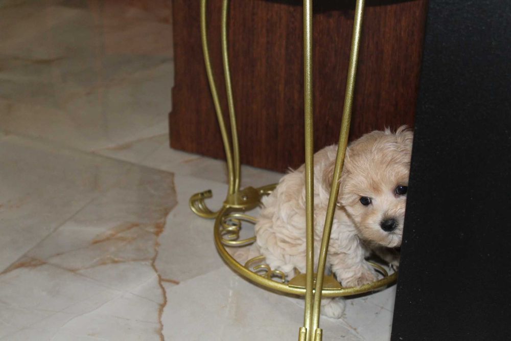 Maltipoo Kawowa Latee Suczka Rodowodowa Kręcony Loczek