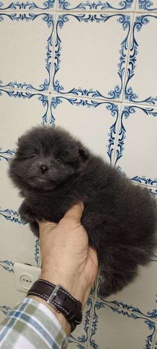 Spitz Alemão Anão ou Lulu da Pomerânia-Azul