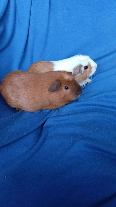 Питомник морских свинок