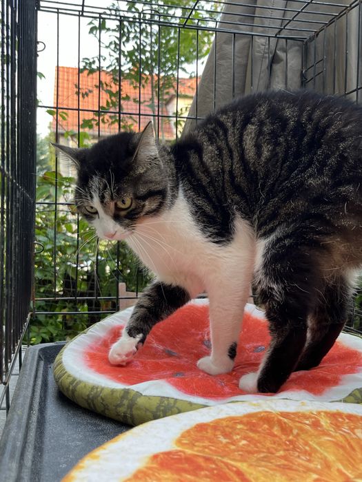 Młodziutka kotka Sówka szuka domu