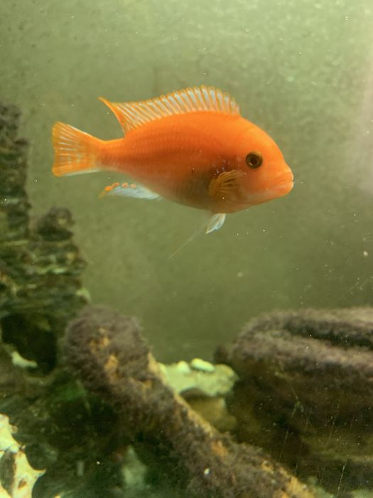 Малавійські цихліди