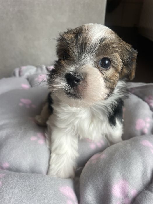 Flapi Tricolor Yorkshire Terrier piesek