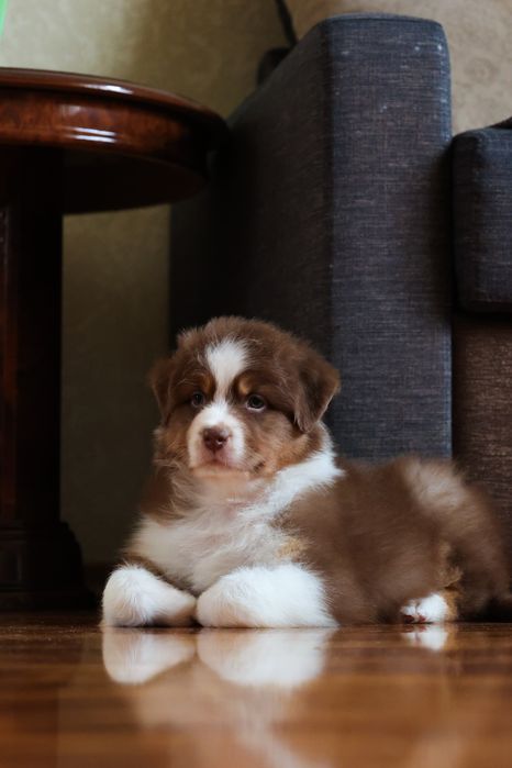 ХЛОПЧИК австраліської вівчарки