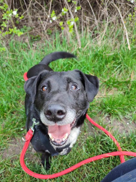 Agent szuka swojego domku