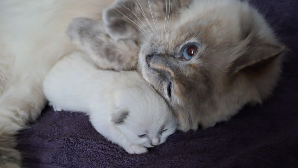 Кошеня невська маскарадна . Попереднє бронювання