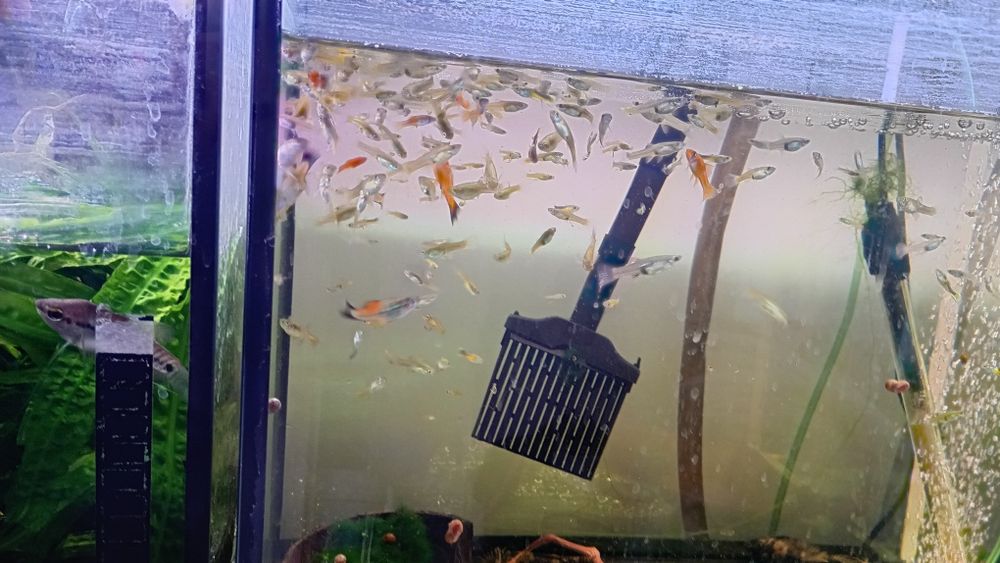 Ryby akwariowe zmiana obsady